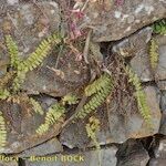 Adiantum incisum Кора