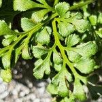 Asplenium ruta-muraria Blad