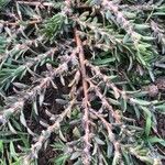 Portulaca pilosa Fuelha