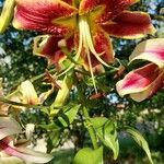 Lilium henryi Flower