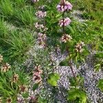 Phlomoides tuberosa Характер