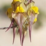 Linaria polygalifolia Цвят