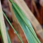 Festuca altissima кора