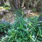 Sonchus maritimus Natur