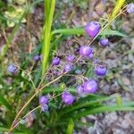 Dianella caerulea Fruto