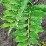 Polygonatum biflorum Leaf