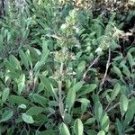 Salvia sonomensis 整株植物