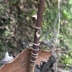 Daucus elegans Bark