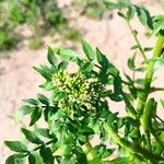 Nasturtium officinaleLeaf