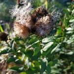 Inula spiraeifolia Fruit