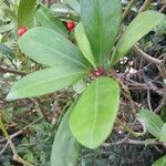 Skimmia japonica Leht