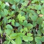 Fragaria virginiana Blatt