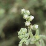 Heliotropium bacciferum Flower