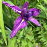 Iris ensata Flower