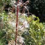 Epilobium angustifolium Vrucht