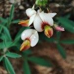 Crotalaria pumila Flor