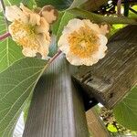 Actinidia argutaFlower