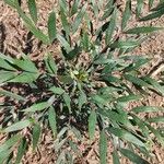 Mahonia fortunei Leaf