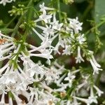 Syringa villosa Blüte