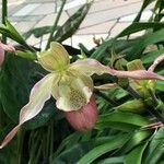 Phragmipedium longifolium Flower