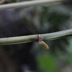 Octomeria grandiflora Bark