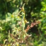 Ludwigia erecta Blüte