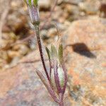 Linanthus dianthiflorus Hábito