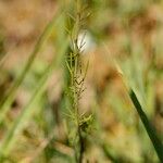 Sisymbrium altissimum ഇല