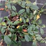 Cotoneaster radicans