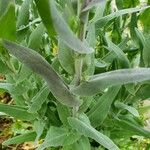 Turritis glabra Hoja