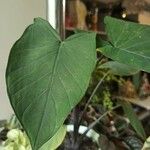 Alocasia sarawakensisBlatt