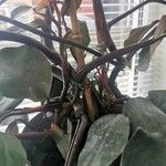 Philodendron erubescens Лист