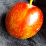 Prunus salicina Frukt