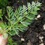 Daucus muricatus Likasa