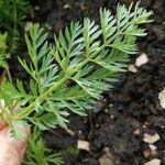 Daucus muricatus Blad