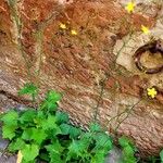 Lactuca muralis عادت
