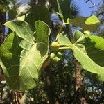 Ficus abutilifolia Liść