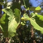 Ficus abutilifolia पत्ता