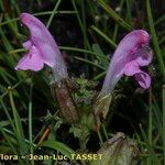 Pedicularis sylvatica Flower