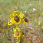 Ophrys lutea Bloem