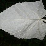 Onoseris silvatica Leaf