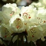 Rhododendron macabeanum Çiçek