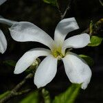 Magnolia salicifolia Цвят