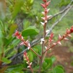 Beaupreopsis paniculata Flor