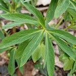 Helleborus viridis List