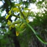 Erysimum pseudorhaeticum Fula