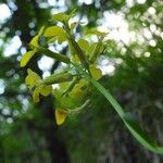 Erysimum pseudorhaeticum Flower