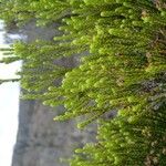 Erica reunionensis Feuille