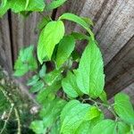 Celtis tenuifolia Leht