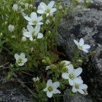 Arenaria ligericina Habit